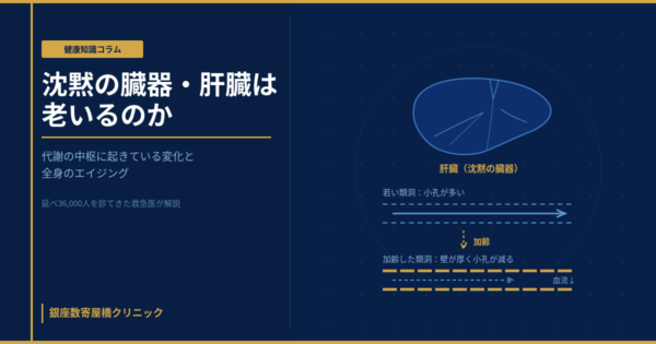 加齢に伴う肝臓の変化（容積・血流の減少と類洞の構造変化）を示すイメージ
